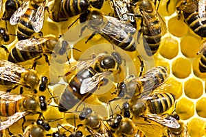 Queen bee is always surrounded by the workers bees
