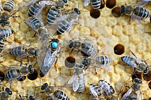 Queen bee is always surrounded by the workers bees - their servant. Queen bee lays eggs in the cell.