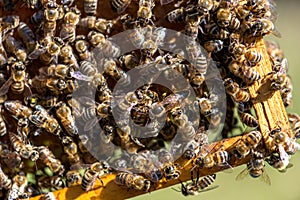 The queen bee swarm. Close-up of a queen bee