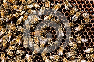 The queen bee swarm. Close-up of a queen bee