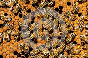 The queen bee swarm