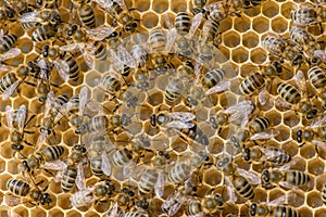 The queen bee swarm