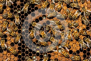 The queen bee swarm