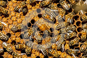 The queen bee swarm