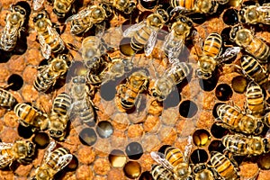 The queen bee swarm - selective focus