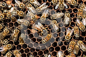 The queen bee swarm - selective focus