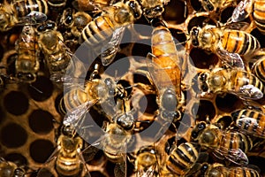 The queen bee swarm