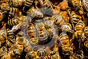 The queen bee swarm