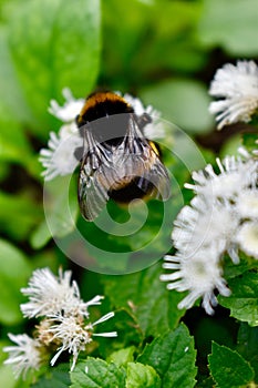 Queen buff-tail bumble bee wing detail.