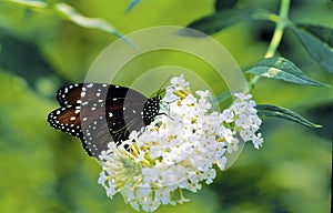 Queen Butterfly   52000