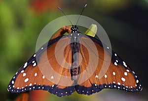 Queen Butterfly (Danaus gilippus) photo