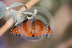 Queen butterfly - Danaus gilippus