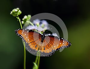 Queen butterfly, Danaus gilippus