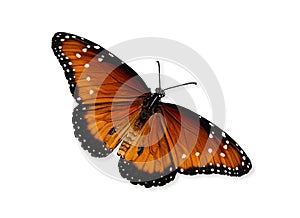 Queen butterfly (Danaus gilippus)