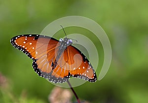 Queen butterfly (danaus gilippus) photo