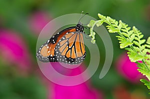 Queen butterfly (danaus gilippus) photo