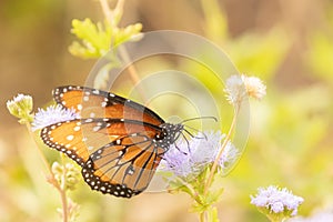 Queen butterfly on Gregg\'s Mistflowers