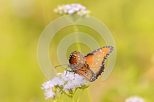 Queen butterfly with Gregg\'s mistflowers on a green background