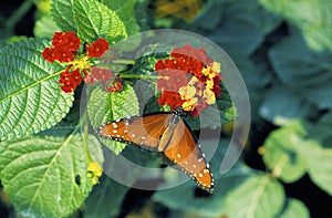 Queen Butterfly on Lantana  52034