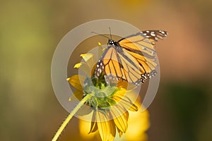 A Queen butterfly with tattered wings visits a wild sunflower blossom