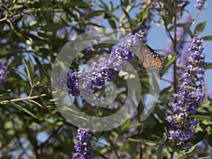 Queen Butterfly visits Purple Sage Flowers