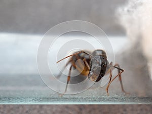 Queen Carpenter ant threaten to prevent eggs