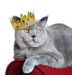 Queen of cats