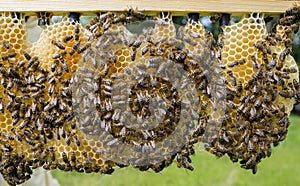 Queen cells with bee queens