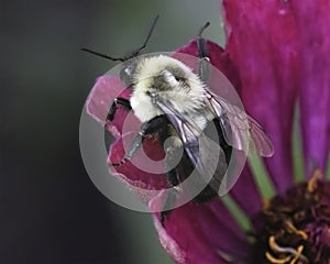 A Queen Common Eastern Bumble Bee (Bombus impatiens) preparing for flight on a pink zinnia flower.