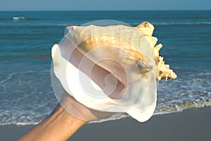 Queen Conch in hand photo
