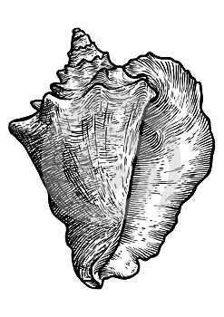 Queen conch illustration, drawing, engraving, ink, realistic