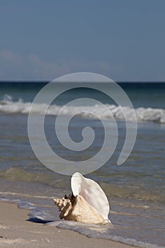 Queen Conch shell on the beach