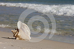 Queen Conch shell on the beach