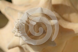 Queen conch shell detail.
