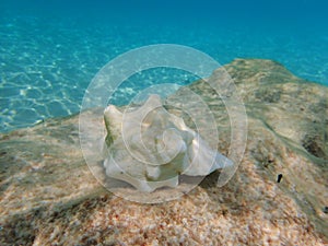 Queen conch shell sitting on a rock reef