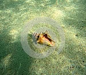 queen conch underwater in the sand, strombus gigas