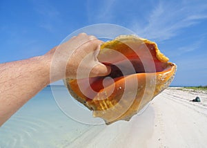 Queen conch at Unspoiled Beach photo