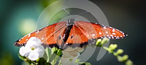 Queen Danaus Gilippus