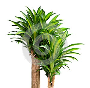 Queen of Dracaenas plant on a white background