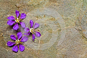 Queen flowers on sand stone floor