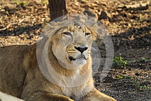 Queen of forest I Lioness Asiatic lion (Panthera leo) in Gir Forest National Park in Gujarat India.