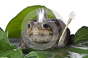 Queen-frog