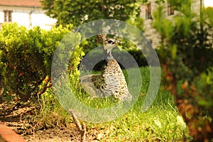 The Queen Of The Garden