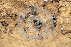 Queen jungle ant ant worker ants, Satara, Maharashtra