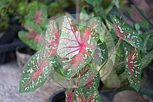 queen of the leafy plants, elephant ears,Caladium bicolor for decorating