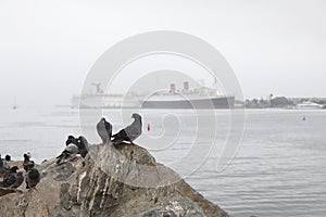 Queen Mary behind the bird