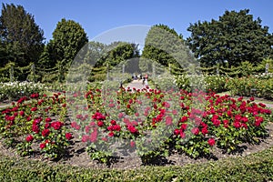 Queen Marys Gardens in Regents Park, London
