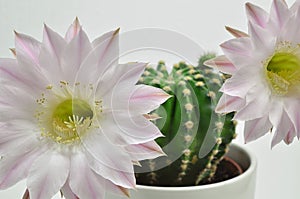 Queen of the night cactus with Blossom