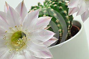 Queen of the night cactus with Blossom