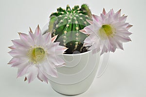 Queen of the night cactus with Blossoms